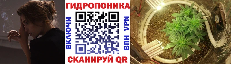 Шишки марихуана OG Kush Тверь